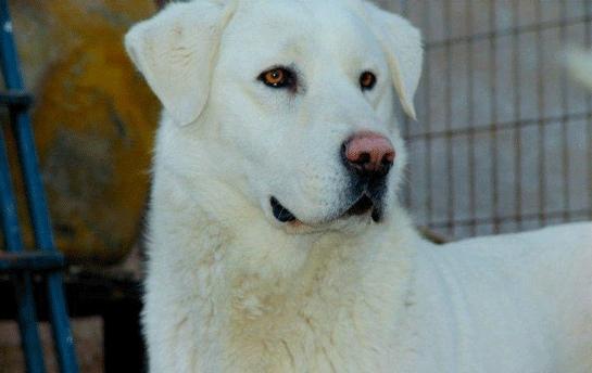 <p>Akbaş köpeklerinin en iyi çoban köpeği olduğunu belirten Çoban, "Akbaş çoban köpekleri dostunu ve düşmanı çok iyi tanır.</p>

<p> </p>
