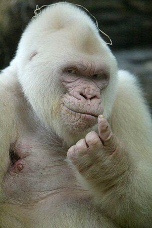 <p>Albino hayvan beslemek Batı dünyasında son trend. Albino kedi, köpekler bile normalin iki üç misli pahalı.</p>