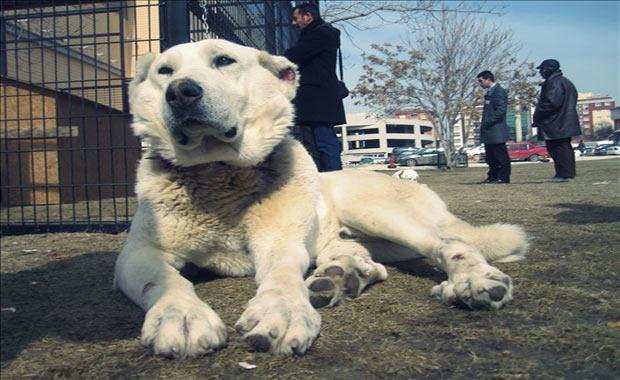 <p>Eskişehir Organize Sanayi Bölgesi'nde faaliyet gösteren bir şirketler grubunun protokol müdürü ve Akbaş Çoban Köpeklerini Koruma Derneği eski Başkanı Alaattin Çoban, fabrika bahçesinde 50'nin üzerinde Akbaş cinsi köpek yetiştirdiklerini belirtti.</p>

<p> </p>
