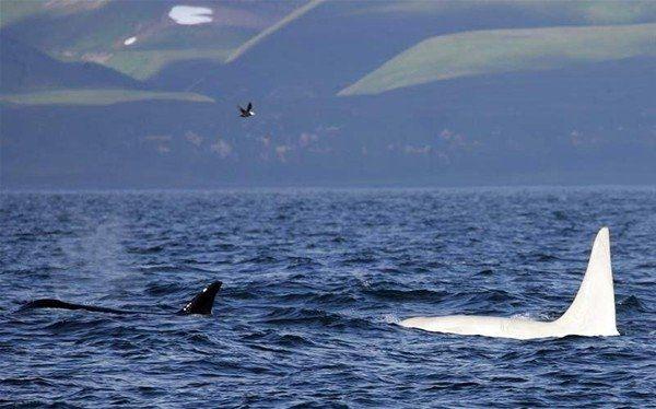 <p>Dünyanın bilinen ilk albino katil balinası, 4 yıl aradan sonra Rusya'ya bağlı Kuril Adaları yakınlarında görüntülendi.</p>

<p> </p>
