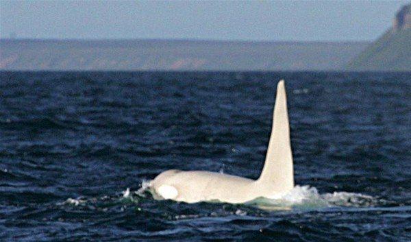 <p>Rusya'nın Uzay Doğu Bölgesi Orca Projesi'nde (FEROP) yer alan araştırmacı Erich Hoyt'un kamerasına yakalanan balinanın yaşaması, bilim ve çevre dünyasını heyecanlandırdı.</p>

<p> </p>

<p>Albino katil balinalar 10 binde bir görülüyor.</p>

<p> </p>
