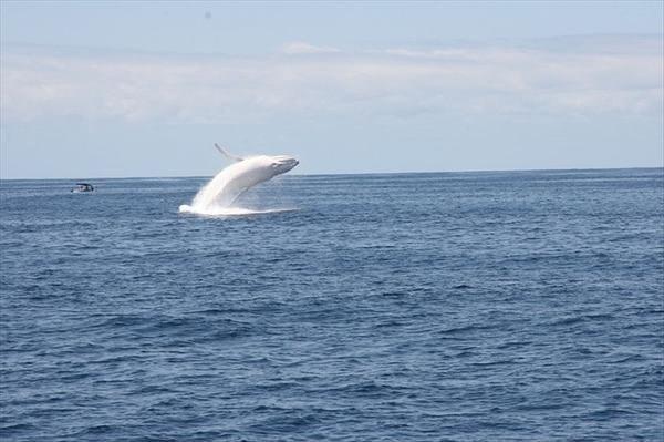 <p>Amerikalı yazar Herman Melville'in dünyaca ünlü romanı Moby Dick'i ekrana getiren ve beyaz gövdesi ile suyun altında mavi bir floresan gibi parlayan dev canlı araştırmacılar ve bilim adamları tarafından el üstünde tutuluyor.</p>
<p> </p>