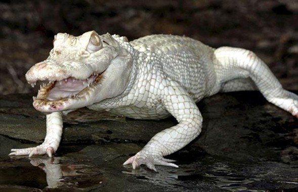 <p>Ama albino yılan, tavuz kuşu, kaplumbağa gibi daha egzotik hayvanlara sahip olmak isteyenler çok yüksek fiyatlar ödüyorlar.</p>
<p> </p>