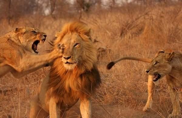 <div>Sert pençe darbeleri ve ısırıklarla şaşkına dönen erkek aslan, iki dişi aslanın karşısında çareyi kaçmakta buldu.</div>
<div> </div>