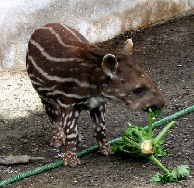 <p><strong>Tapir</strong></p>
<p>Orta Amerika'da yaşayan tapirler yaklaşık olarak 30 yıl yaşayabilirler. </p>