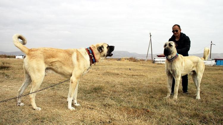 <p>Sivas Kangalı'ndan kaburga yapıları biraz daha büyüktür.</p>

<p> </p>
