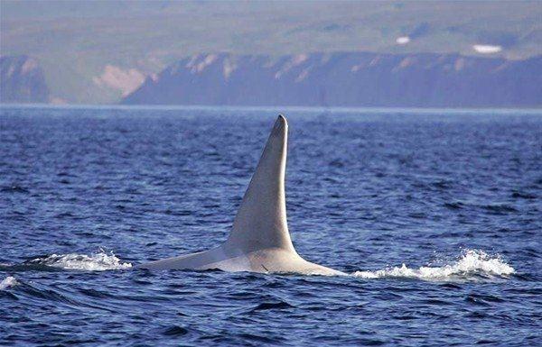 <p>Şimdilerde 22 yaşında olduğu tahmin edilen albino katil balina Kuril Adaları yakınlarında bir kez daha görüntülendi.</p>

<p> </p>
