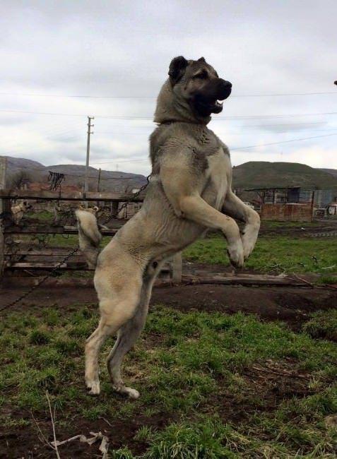 <p>Seçkin Irk Kangal Köpeği Eğitim ve Üretim Merkezi İşletmecisi Hüseyin Yıldız dünyaca ünlü Kangal köpeklerinin tarihi ve genel özellikleri hakkında bilgi verdi.</p>

<p> </p>
