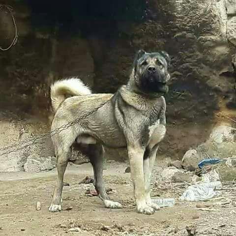 <p>Dominanttır, özgündür, bağımsız, güçlü, sadık ve dünya köpeklerinin en safı ve dünya köpeklerinin lideridir. Kangal köpeği insanla aradaki sevgi dilimi ve bağını çok iyi bir yaptırım olarak görür.</p>

<p> </p>
