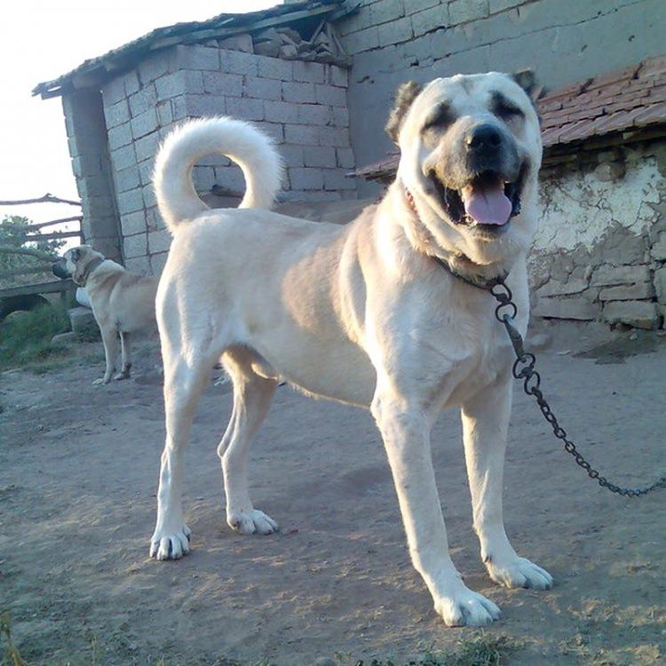 <p>Kangal köpeğinin doğal bir soy olduğunu söyleyen Yıldız, "Kangal köpeği naturel bir soydur.</p>

<p> </p>
