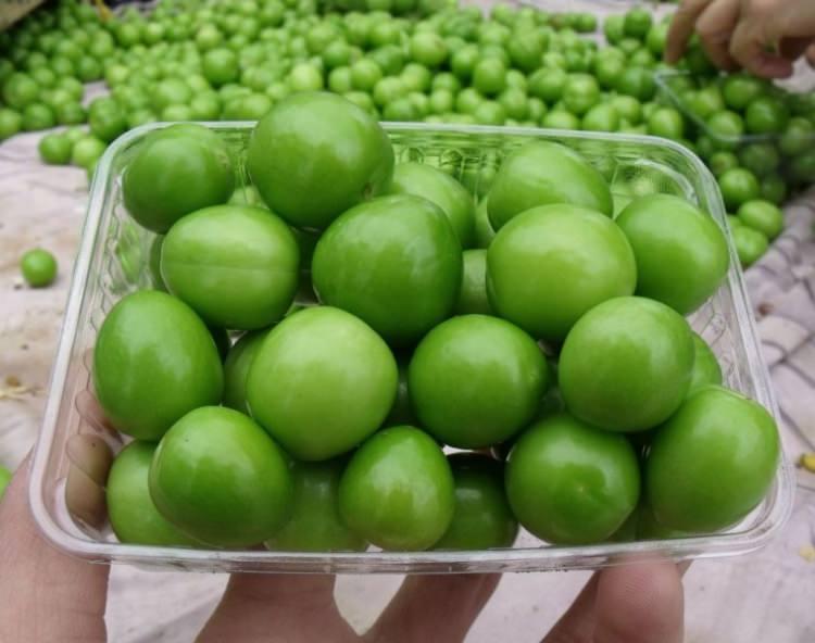 <p>Şili'den özel olarak getirtilen yaz meyveleri, kasada adeta altınla yarışıyor. Yeşil eriğin tanesi 10 TL, kilogramı ise 600 TL'ye satılıyor.</p>
