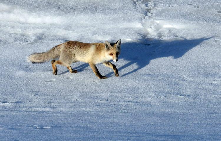 <p>Kars'ın Sarıkamış ilçesinde, yiyecek bulmakta zorlanan tilkinin kar altındaki fare avlaması ilginç görüntülere sahne oldu.</p>

<p> </p>
