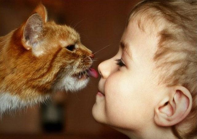 <p><strong>4- Kedi</strong></p>
