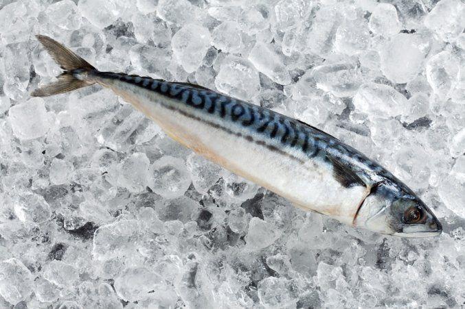 <p>Özellikle de Karadeniz bölgesinin meşhur yiyecekleri arasında yer alan balıklar, taze seçildiği zaman kalp ve damar rahatsızlıklarına çok iyi gelir. Taze olup olmadıkları ise derinin parlak ve gözlerin canlı olmasından anlaşılabilir.</p>
