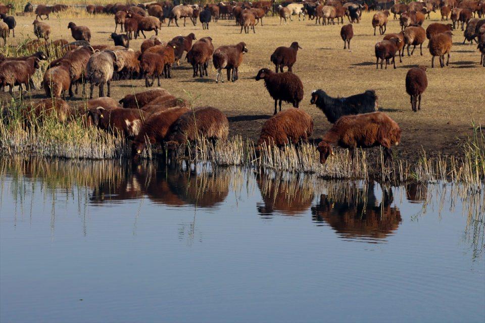 <p>Bu alanımızın su kuşlarından, flora ve fauna yapısından gayet güzellik arz eder. Çiçeklerin ve kamışlıkların olması, kuş türlerinin artması, su kuşlarının fazla olması buranın cazibesini sosyal açıdan da artırıyor." dedi. </p>