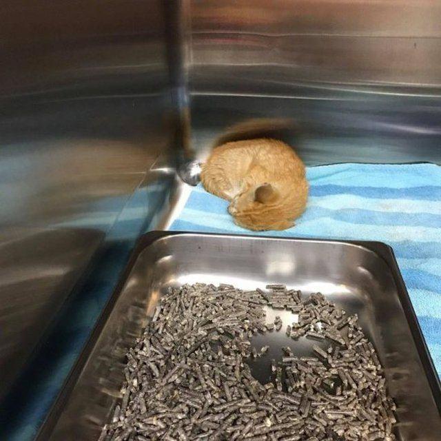 <p>Yavru kediyi kurtardıktan sonra evine alıp sahiplenen adam fotoğrafları sosyal medya hesabından paylaştı.</p>
<p> </p>