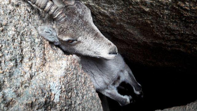 <p>İspanya'da kayalıkların arasında sıkışan dağ keçisi, duyarlı insanlar sayesinde kurtarıldı!</p>

<p> </p>

