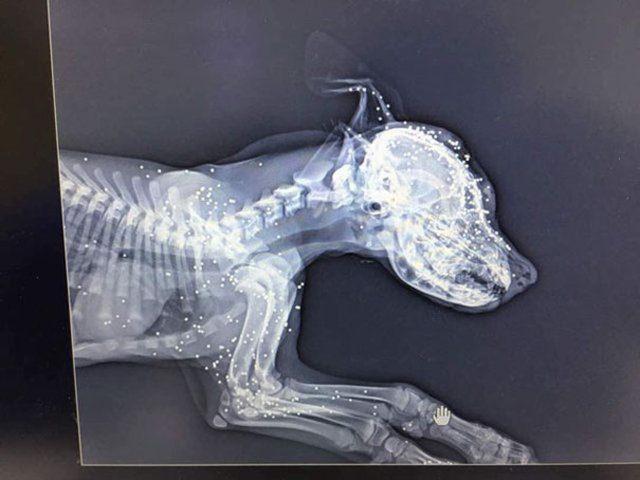 <p>Lübnan'ın Beyrut kenti yakınlarında yolun kenarında bulunan köpeğin görüntüsü iç acıttı. Veterinere götürülen köpek x-ray taramasından geçince acı gerçek ortaya çıktı. Köpek sırf "eğlencesine" onlarca kez tabanca ile vurulmuştu. </p>
<p> </p>