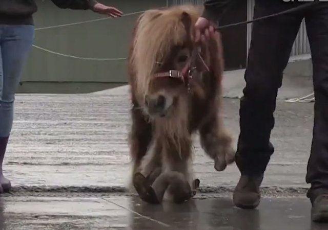 <p>Yetersiz beslenme nedeniyle açlıktan ölmeye çok yakın olan bu zavallı hayvan, bulunduğunda sadece 70 kilogramdı.</p>

<p> </p>
