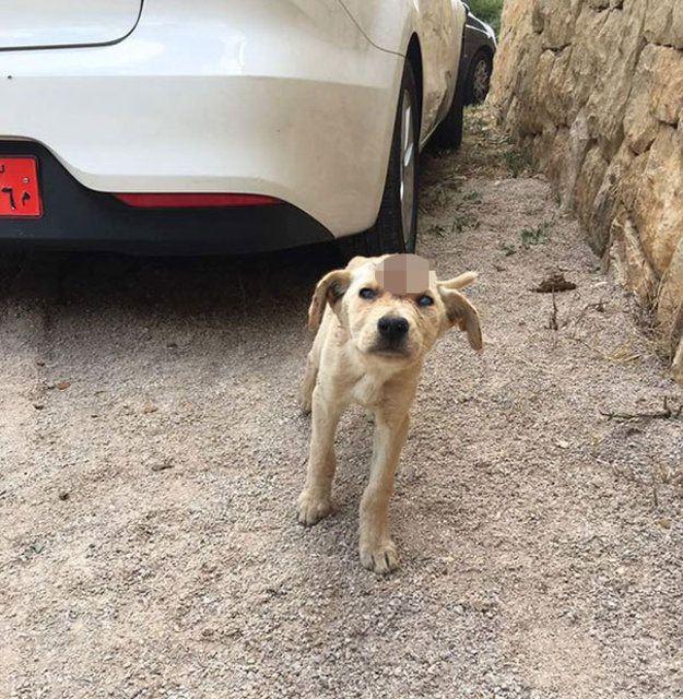 <p><strong>BEDENİNE ONLARCA SAÇMA SAPLANMIŞTI! SON HALİ DUYGULANDIRDI</strong></p>
<p>Lübnan'ın Beyrut kenti yakınlarında yolun kenarında bulunan köpeğin görüntüsü iç burktu. Tedavi altına alınan hayvanın son hali duygulandırdı.</p>