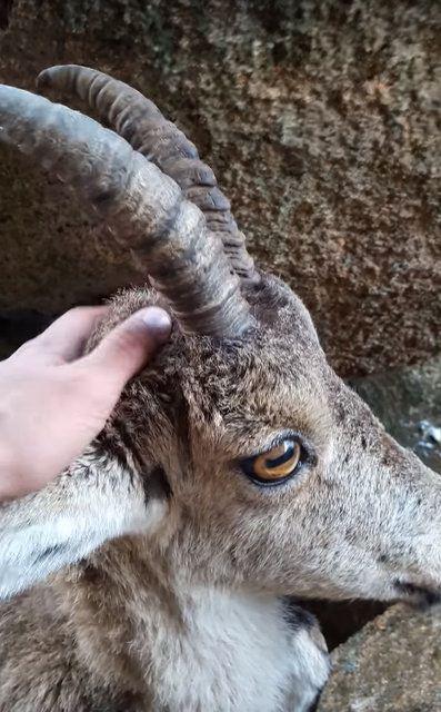 <p>Yaşadığı şok haricinde herhangi bir sağlık problemi bulunmayan keçi, bir süre sonra tekrar doğaya geri döndü, onu kurtaranlar da yollarına devam ettiler...</p>

<p> </p>
