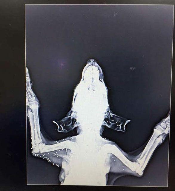 <p>Kafasında ve vücudunda onlarca bilye bulunan köpeğin hayatta kalma şansı oldukça düşüktü. Çünkü vücuduna saplanan bilyelerin yanı sıra kafasındaki yara da enfeksiyon kapmıştı. Üstelik zavallı köpek, işkenceden dolayı kör olmuştu.</p>
<p> </p>