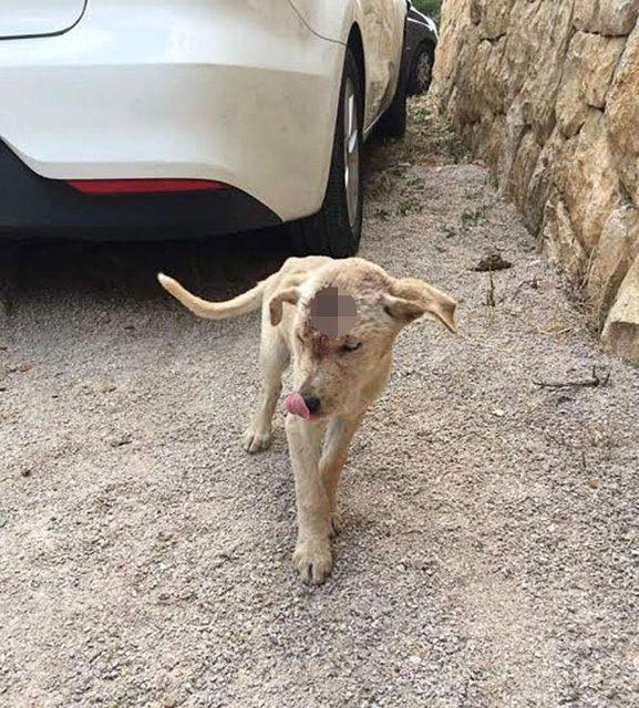 <p>Uzun süren bir tedavinin ardından, hayata tutunmayı başaran köpek tamamen iyileşti. </p>
<p> </p>