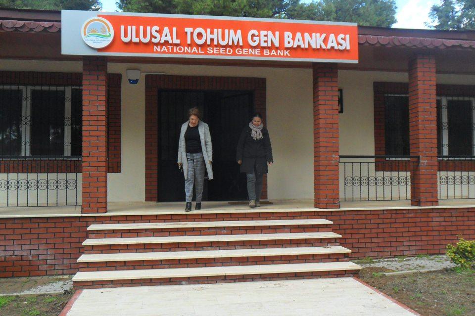 <p>Başka deyişle organiklik tohuma bağlı değildir, genetiği değiştirilmiş tohumlar hariç. Şu anda ülkemizde genetiği değiştirilmiş tohumların girişi yasaktır ve üretilmemektedir. Sağlıklı beslenme için tohumla iş çözülmüyor, gereksiz ilaç ve gübre kullanımının önlenmesi lazım. Ürünlerdeki ilaç ve gübre kalıntıları yakından takip edilmesi ve sağlıksız ürünlerin pazara çıkmalarının önlenmesi lazım" dedi. <br />
Yurt dışından gelen tohumlar hakkında da bilgi veren Aykas, "Geleneksel yöntemlerle ıslah edilmişse hiçbir sakınca yok. Ancak bizlerin damak zevkine hitap etmeyebilir. Eğer geleneksel yöntemlerle yapılmamışsa, DNA zincirini bozularak yapılmışsa ileride sağlık açısında çeşitli sorunlar ortaya çıkarabilir. Bizim önerimiz ülkemiz firmalarının ürettiği tohumları kullanmaları" şeklinde konuştu. </p>