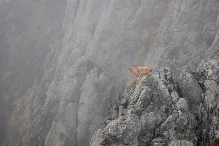<p>Dünya Doğa Koruma Birliğinin (IUCN) yayınladığı Nesli Tükenme Tehlikesi Altında Olan Türlerin Kırmızı Listesi'nde bulunan dağ keçileri, Toros dağlarının Antalya sınırları içerisinde yer alan yüksek kesimlerindeki sarp kayalıklarda fotoğraf objektiflerine yakalandı. </p>

<p> </p>

