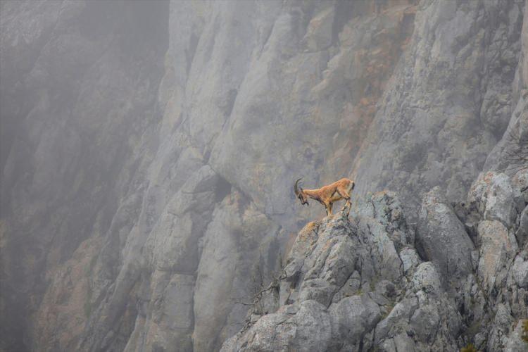 <p>Nesli tükenme tehlikesi altında olan türlerin kırmızı listesinde bulunan dağ keçileri, Toros dağlarının yüksek kesimlerindeki sarp kayalıklarda görüntülendi.</p>

<p> </p>
