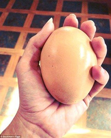 <p>Avustralya'da Scott Stockman isimli bir çiftçi, marketten aldığı yumurtaların içine karışmış devasa yumurtayı görünce neye uğradığını şaşırdı. </p>

<p> </p>
