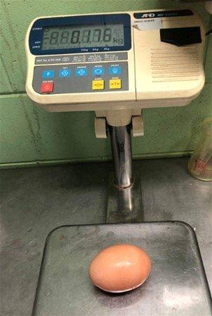 <p>Stockman, bir insanın avucunu tamamen kaplayan, normal boyutunun 3 katı olan bu yumurtayı sosyal medyada paylaştı.176 gram ağırlığındaki yumurta daha çok bir kaz yumurtasını andırıyordu. </p>

<p> </p>
