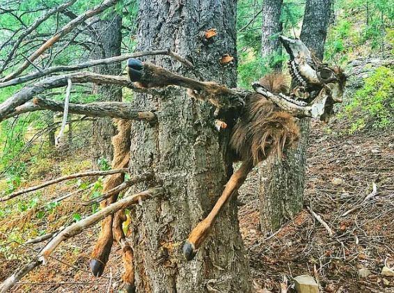 <p>Ağaca takılı kalıp orada ölen Kanada geyiği.</p>
<p> </p>