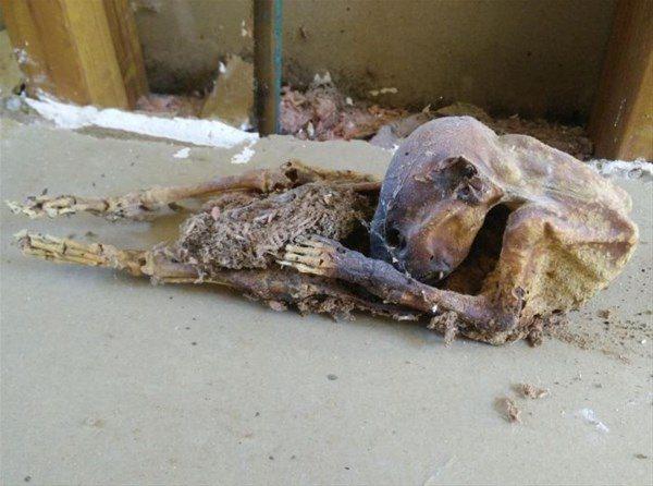 <p>Evinin tadilatı sırasında çıkanla şok oldu.</p>

<p> </p>
