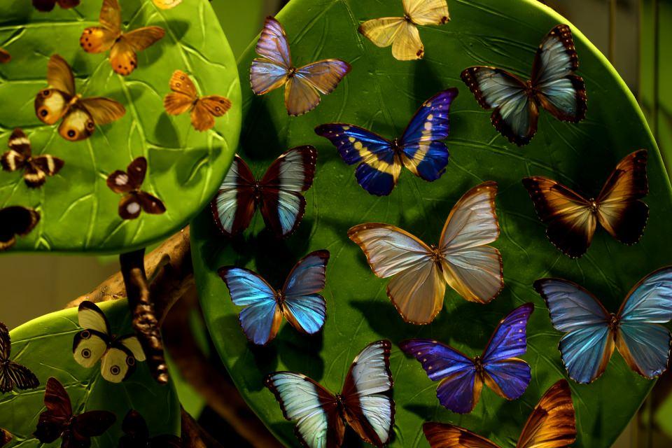 <p>Konya Tropikal Kelebek Bahçesi’nde 50’in üzerinde kelebek türü yaşıyor. Tropikal bahçede, kelebeklerin hayatta kalabilmesi için 28 derece sıcaklık, yüzde 80 nem oranının sabit tutulması gerektiğinden özel iklimlendirme sistemi bulunuyor.</p>

<p> </p>
