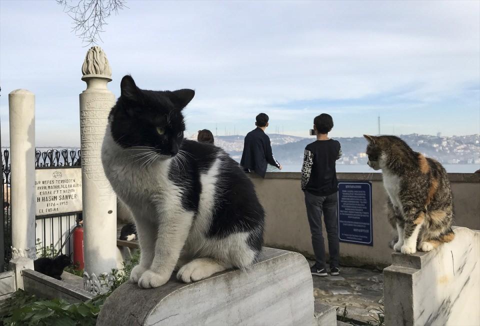 <p>İstanbul'un Beşiktaş ilçesindeki Şeyh Yahya Efendi Külliyesi'ni ziyaret edenler, sevimli ev sahipleriyle de karşılaşıyor. Külliyenin haziresinde kendileri için yerleştirilen kedi evlerinde yaşayan kediler, günün büyük bir bölümünde ziyaretçilere aldırmadan dinlenerek ve mezarlıklar arasında gezerek vakit geçiriyor.</p>
<p> </p>