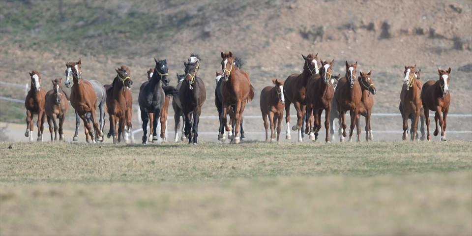 <p>Yüksek dayanıklılıkları sayesinde Osmanlı döneminde savaşlarda kullanılan Arap atları, bugünlerde yarışların gözdeleri arasında yer alıyor.</p>

<p> </p>
