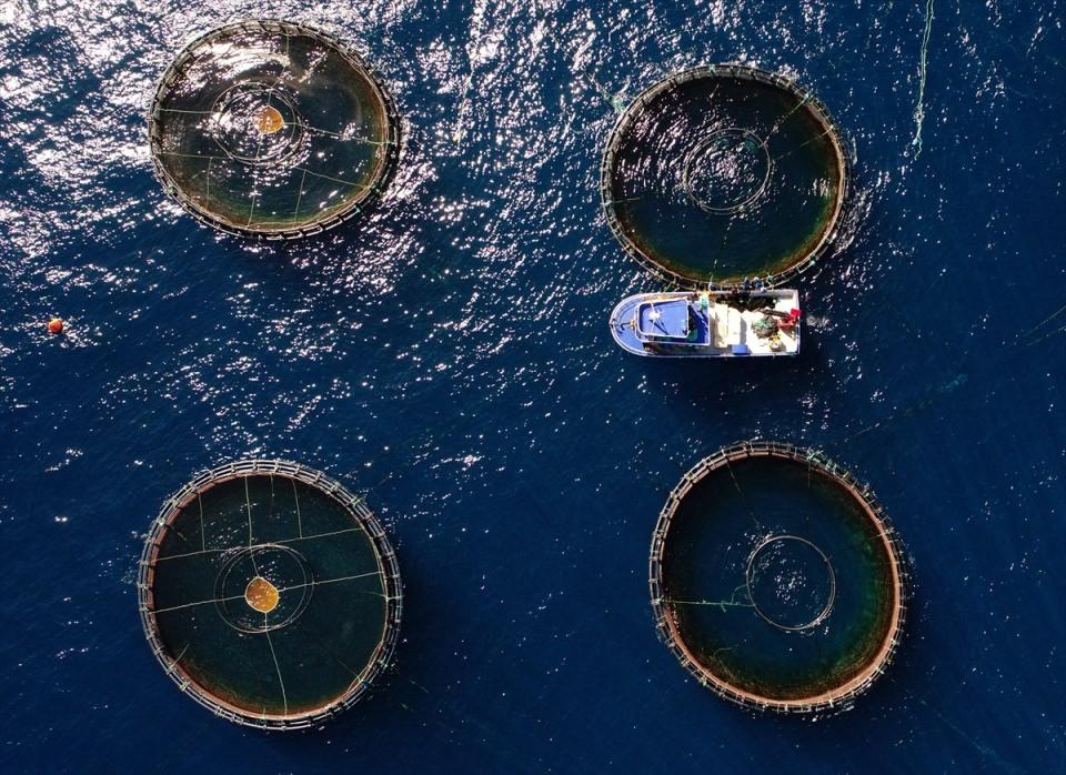 <p>Av baskısı nedeniyle Ege Denizi'nde artık ender görülen trança, sinarit ve mercan gibi balık türlerini çiftlik ortamında yetiştirmeyi başaran girişimci, bu türlerle 2 milyon avroluk ihracat yaptı.</p>
