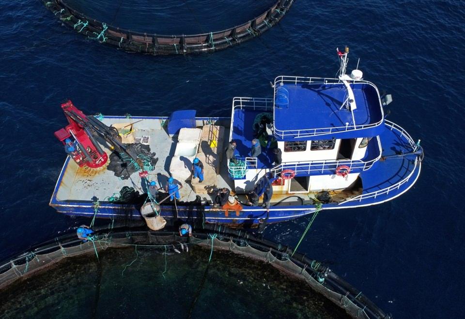<p>Yetiştirilmeleri daha fazla özen isteyen bu türlerde yıllık üretimin 400 tona ulaştığını bildiren Tuncer, "denizlerin kraliçesi" olarak tanımlanan trançayı çiftlik ortamında 6 yıl beslediklerini, yaklaşık 6 kilogram ağırlığa ulaştığında pazara sunduklarını, sinaritin ise 3 yıllık bir yetiştirme sonrası hasatının yapıldığını anlattı.</p>

<p> </p>
