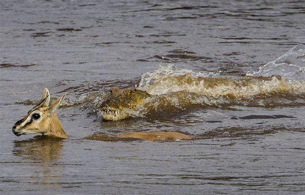 <p>Ailesiyle beraber nehri geçmeye çalışan ceylan başına geleceklerden habersiz ilerlerken, arkasından gelen timsaha yem oldu. </p>

<p> </p>
