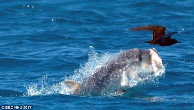 <p>Hint Okyanusu'na kıyısı bulunan Seyşeller'de çekim yapan ekip, yaklaşık 170 santim uzunluğunda dev bir kral balığının avlanma anına şahit oldu.</p>

<p> </p>
