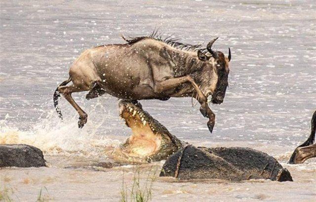 <p>Dev timsaha rağmen nehrin karşısına geçmeye çalışan antilop sürüsü ilginç görüntü oluşturdu.</p>

<p> </p>
