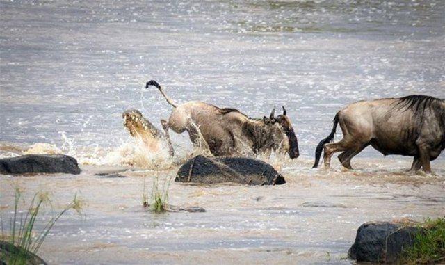 <p>Bir antilop neredeyse timsaha yem oluyordu ki, son anda zıplayarak dev avcının ölümcül dişlerinden kurtulmayı başardı.</p>

<p> </p>
