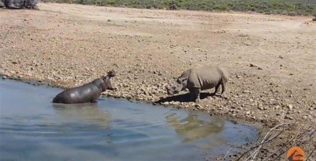 <p>Güney Afrika'nın Küçük Karu platosundaki ulusal parkında kurak mevsim zamanı su içmeye gelen gergedana iki su aygırı saldırıyor.</p>

<p> </p>
