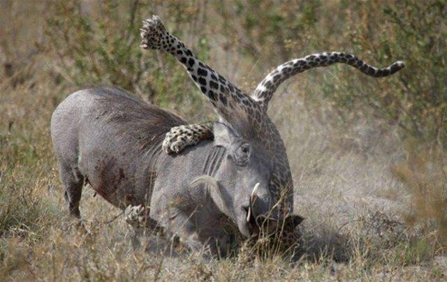 <p>Genç domuzun annesi kaçmak yerine leopara saldırdı. Bıçak gibi keskin dişleriyle leoparı sıkıştırarak genç domuzu kurtardı..</p>

<p> </p>
