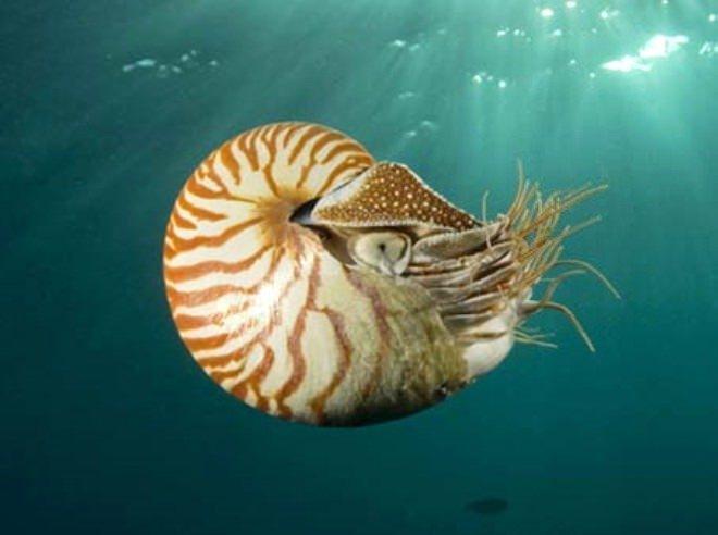 <p>John Day Fossil Beds Ulusal Anıtı'nın baş paleontoloğu Nicholas Famoso, eyalette bulunan türlere kıyasla Oregon dışından geldiğinin muhtemel olduğunu kabul ediyor.</p>