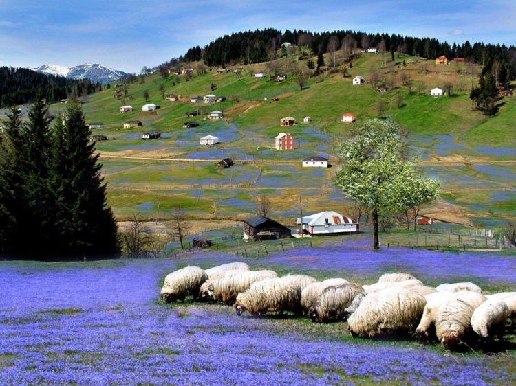 <p>Uzungöl benzeri oluşturulacak yapay gölle yaylanın turizm merkezi haline getirilmesi de planlanıyor.</p>
