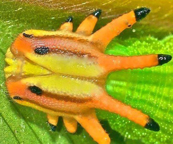 <p>Bilimsel adı opsiphanes cassiae olan bir tırtıl.</p>
<p> </p>