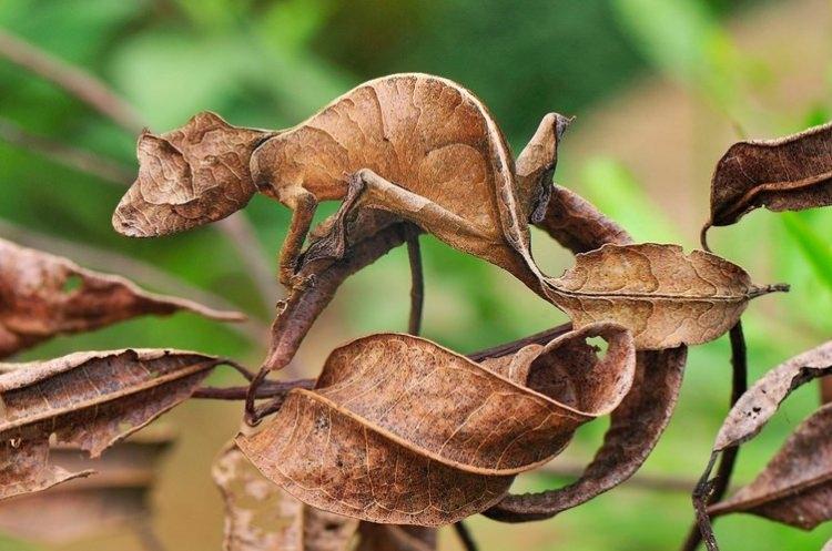 <p>Bilimsel adı "uroplatus phantasticus" olan, yaprak görünümlü bir kertenkele.</p>

<p> </p>
