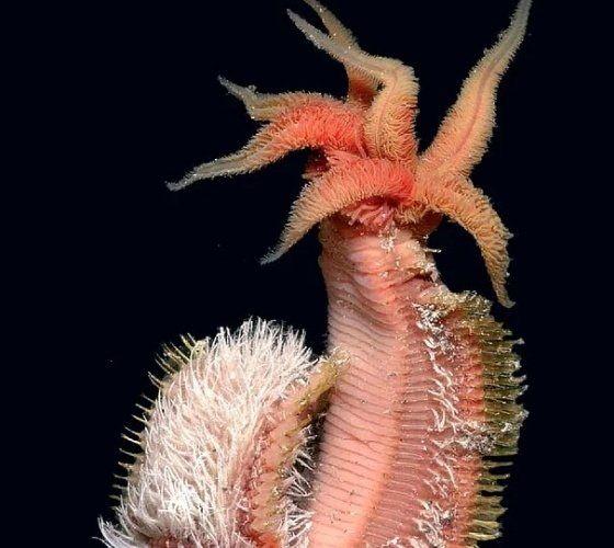<p>Hydrothermal vent kenarlarında yaşayan, sıcağı cok seven ve ısıya dayanıklı olan, sadece Pasifik Okyanusu'nda bulunan bir deniz solucanı türü: Pompeii solucanı</p>

<p> </p>
